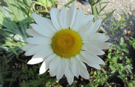 Il giardinaggio nelle top 5 di eBay