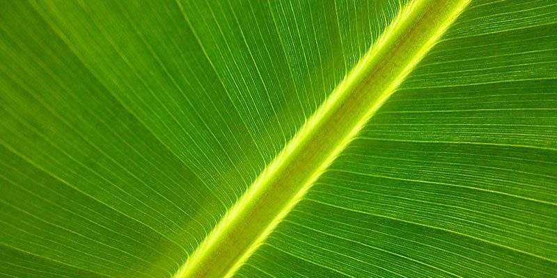 Obi. In negozio gli appuntamenti green