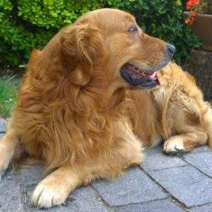 Pet Food, piace italiano e sostenibile
