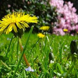 Bonus verde. Per Girelli, utile a contrastare il sommerso e l’inquinamento