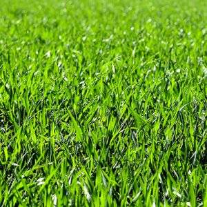 Per la cura del verde, detrazioni al 36%