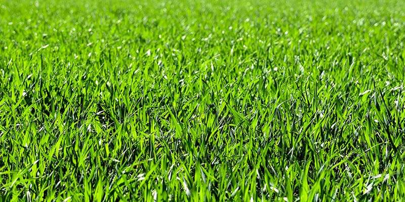 Cancellazione Bonus verde, monta la protesta