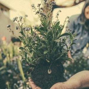 Coldiretti, il Bonus Verde sostiene 100 mila occupati