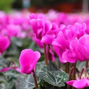Torna il Garden Festival D’Autunno