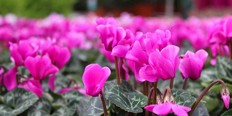Torna il Garden Festival D&rsquo;Autunno