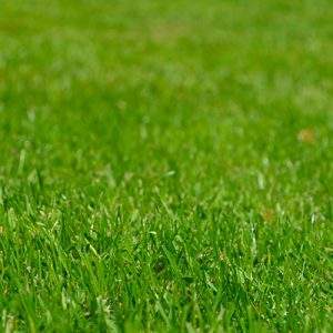 Nortene e StanleyBlack&Decker insieme per il garden