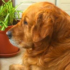 Ikea inaugura il suo primo Pet&rsquo;s shop