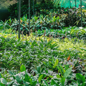 Arredare con le piante: un tocco verde di stile in casa