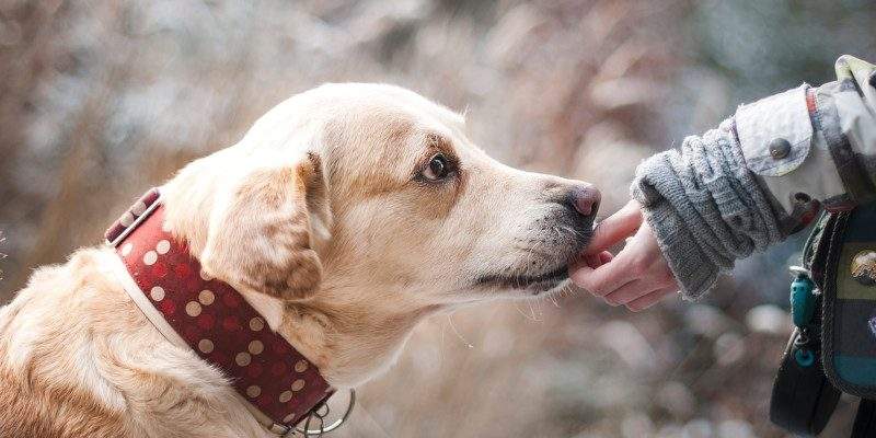 Animali domestici: un mercato da 5 miliardi di euro