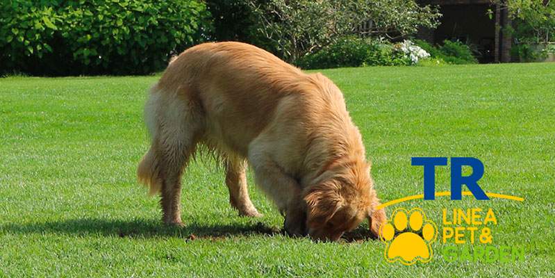 Il tuo cane scava buche in giardino? La rete TR di Tenax &egrave; la soluzione!
