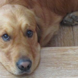 Il ruolo del Non Food nel mercato del PET