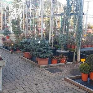 Vola l’export post Covid di piante e fiori