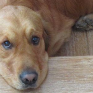 Con la pandemia cresce il valore del Pet
