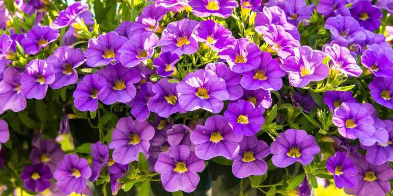 Progetto Garden Top-Tunia con AICG e Gruppo Padana