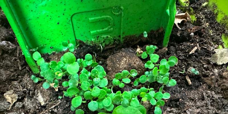 Le iGreen Cover compostabili per iPhone