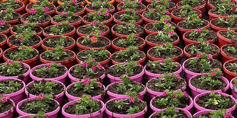 Sospeso il contributo Conai sui vasi in plastica