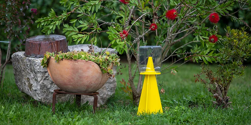 Cimice asiatica: come proteggere orti e giardini