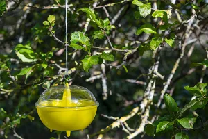 Vespe e calabroni in giardino? Prevenire in primavera &egrave; la strategia migliore