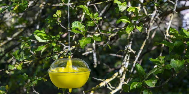 Vespe e calabroni in giardino? Prevenire in primavera &egrave; la strategia migliore