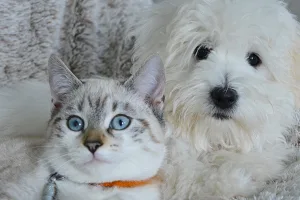 Il mercato pet food in Italia supera i 3,1 miliardi di euro