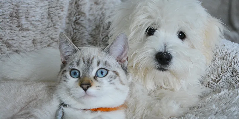 cane e gatto