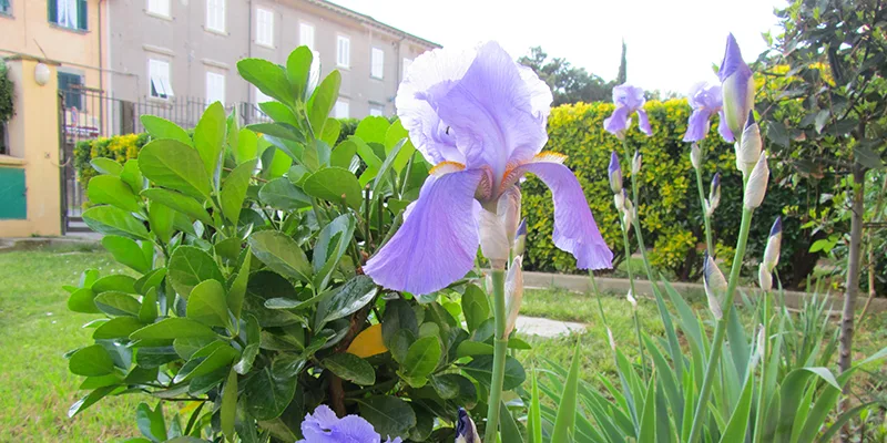 giardino